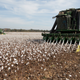 Cotton planted by farmer Lawrence Smith is harvested in Florence, Alabama October 23, 2015. Lawrence Smith is a second generation cotton farmer and his son Ryan works with him on the harvest. REUTERS/Brian Snyder - RTS7V1X